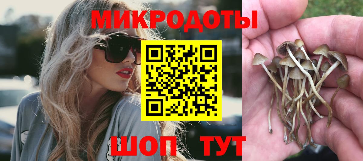 Псилоцибиновые грибы Psilocybine cubensis Брянск